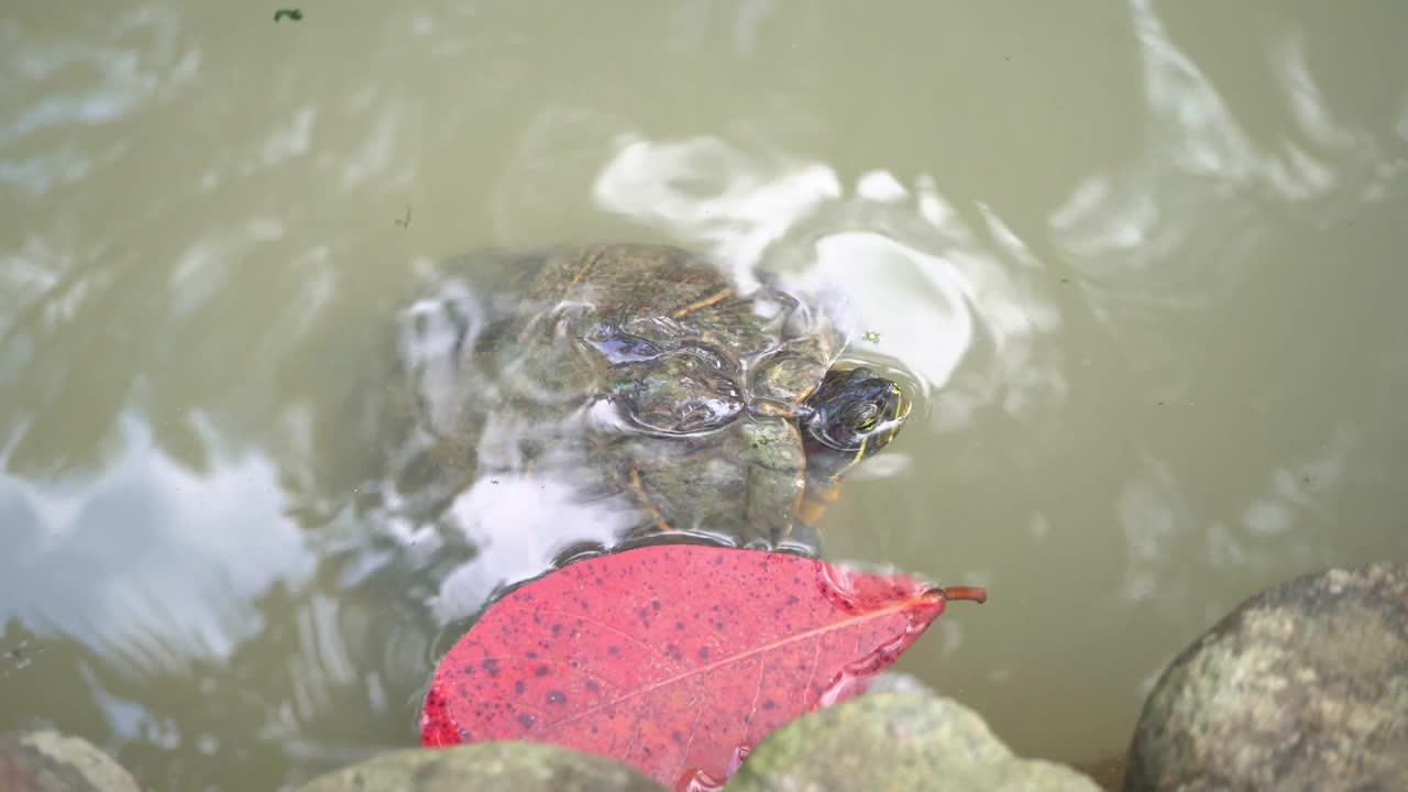 Trachemys scripta elega小乌龟在水。