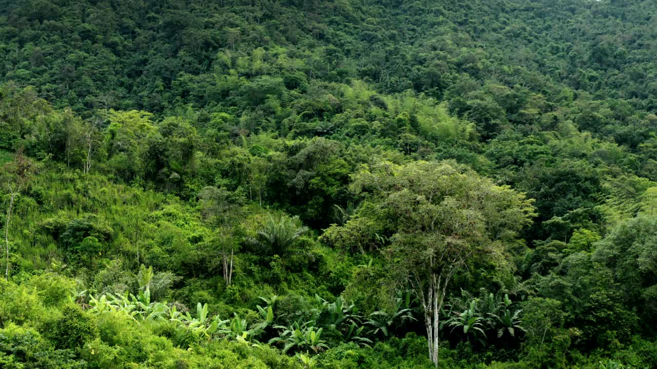 无人机拍摄的绿色森林全景