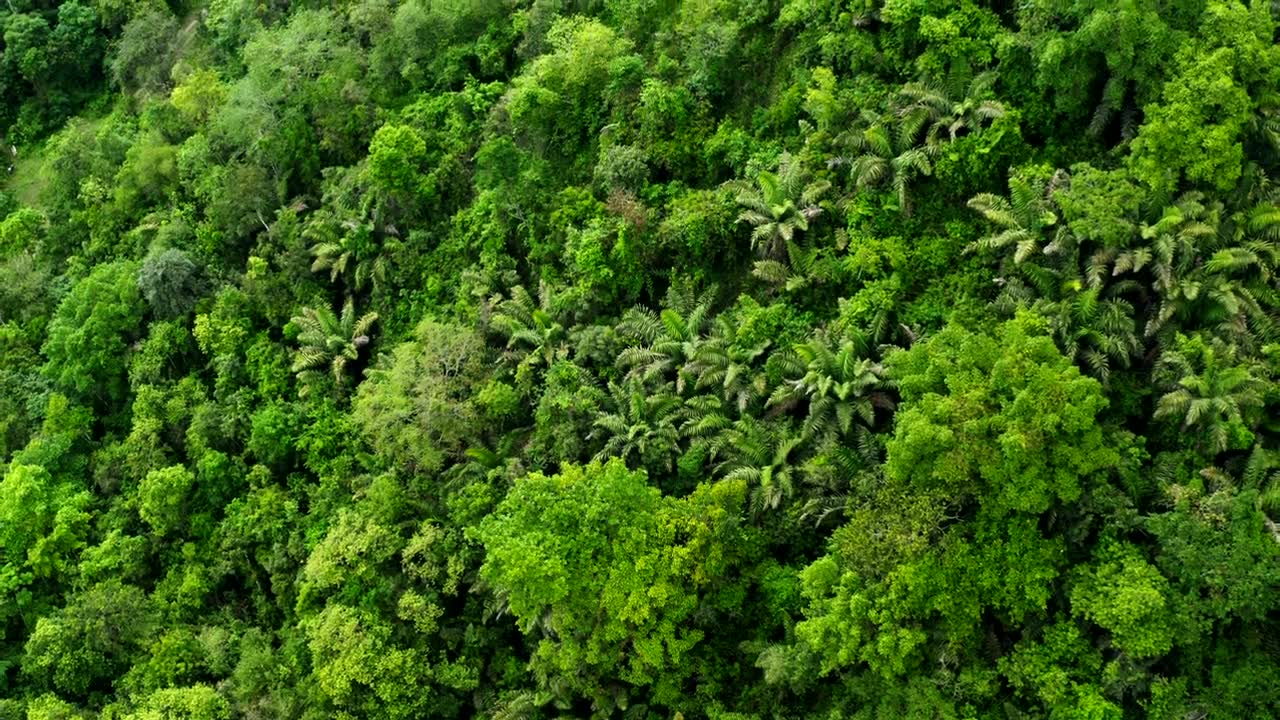 詳情圖-無人機拍攝的森林全景