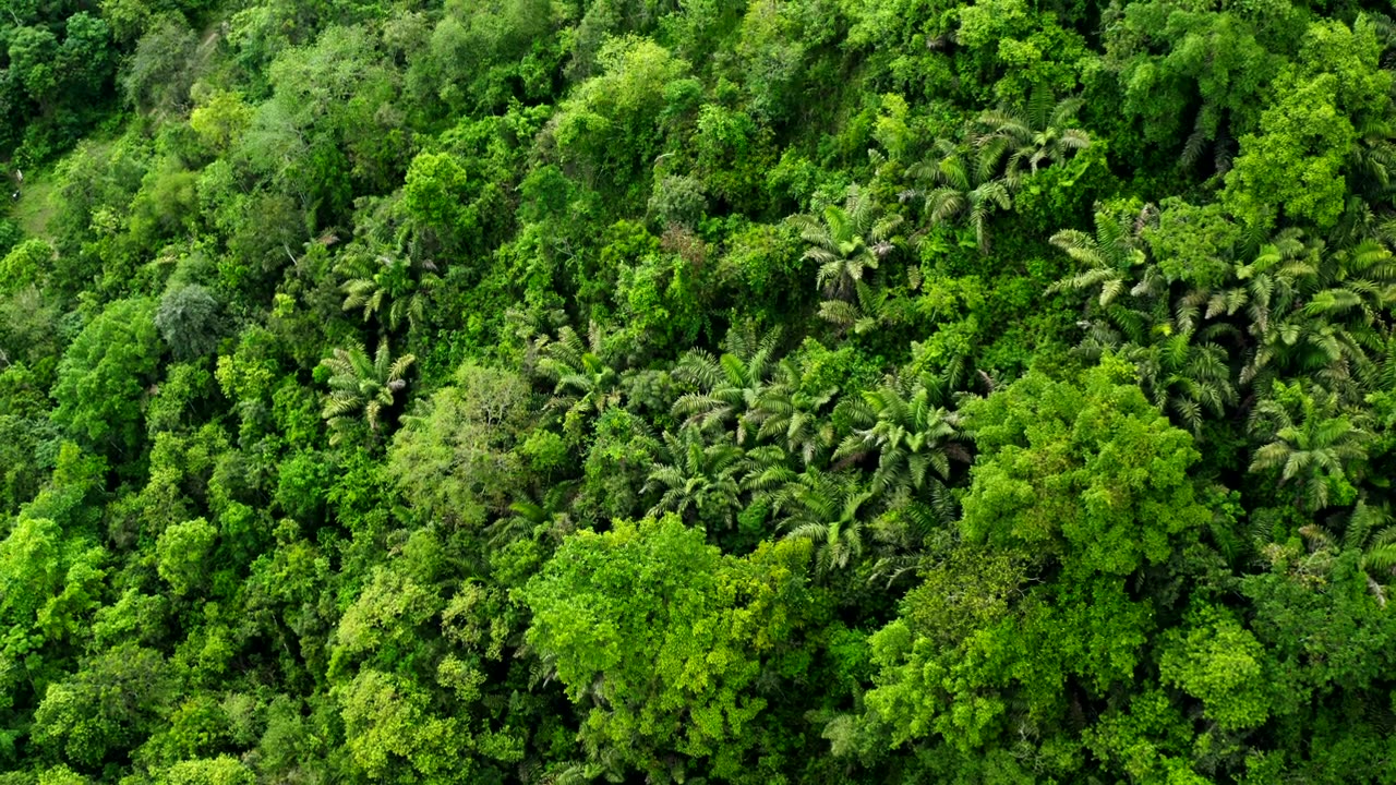 詳情圖-無人機拍攝的森林全景