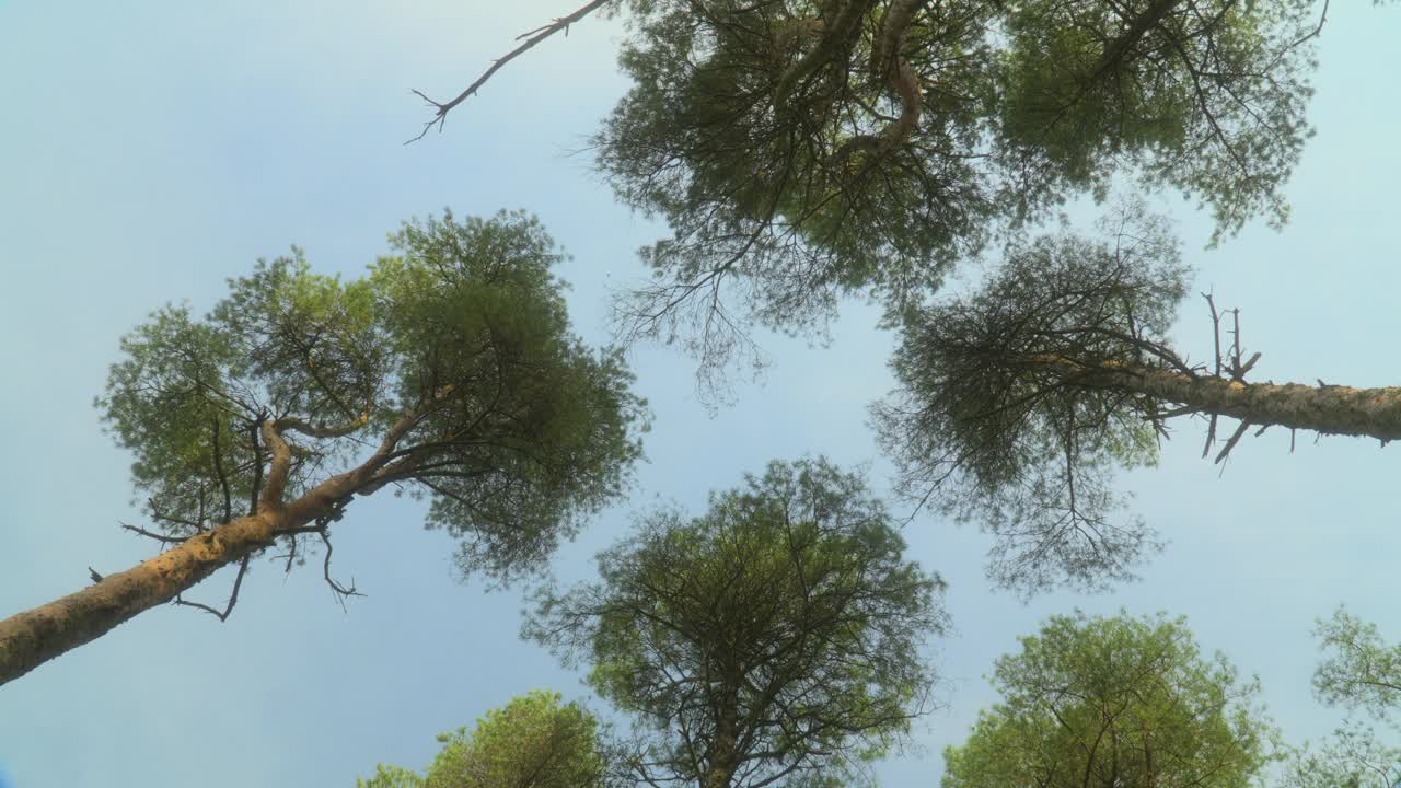 高大的树木映衬着夏日的天空，缓慢地向上旋转。半停亲雾过滤器。