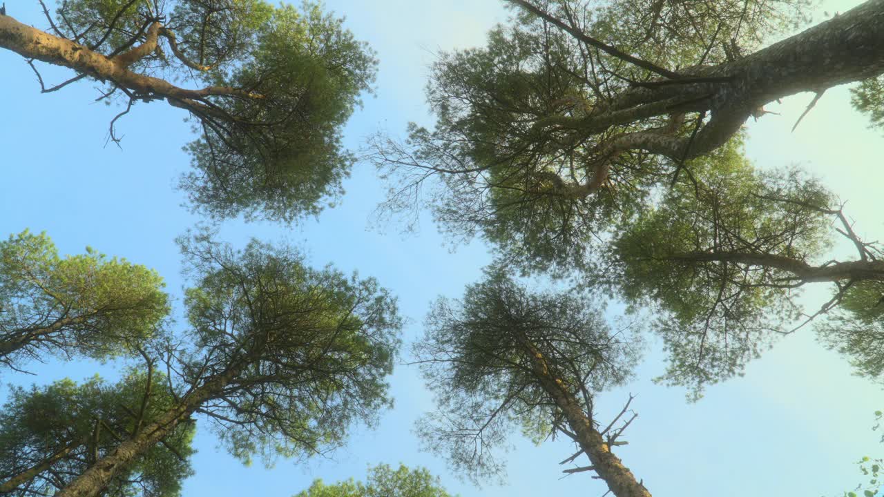 高大的树木映衬着夏日的天空，慢慢地向上旋转。半停亲雾过滤器。