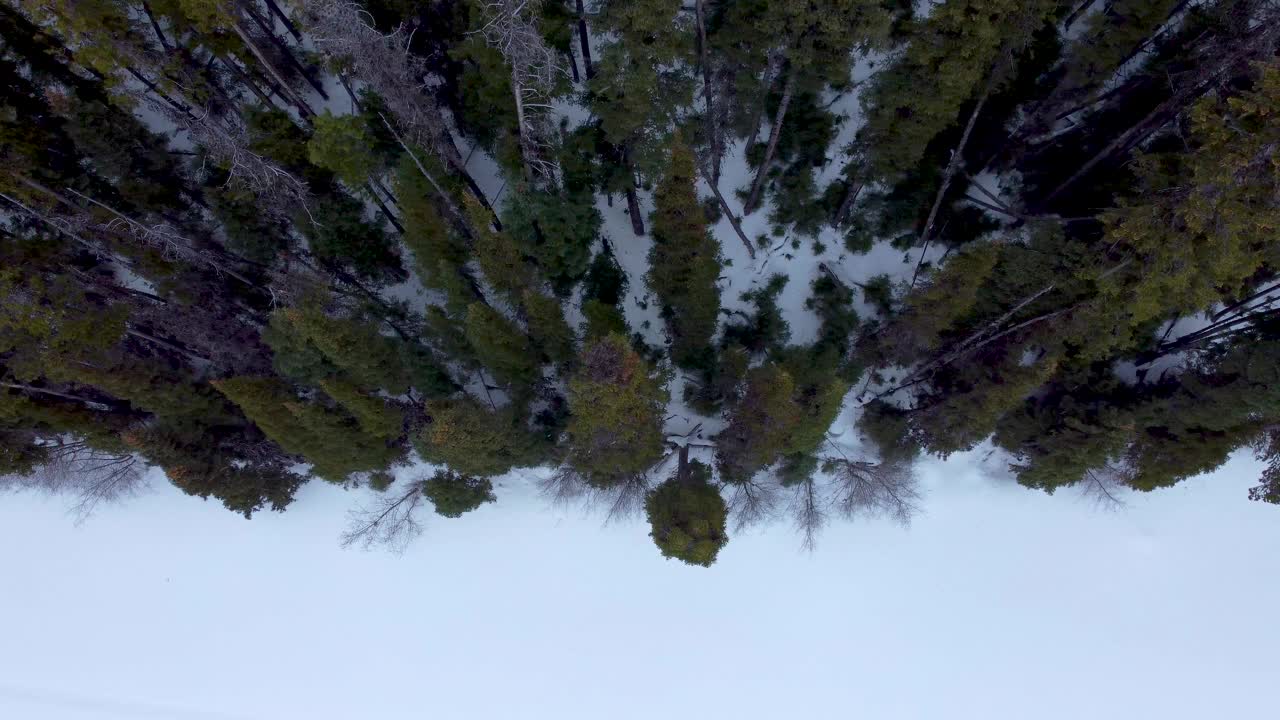 俯瞰白雪覆盖的森林，冰湖边缘的林荫道。无人机鸟瞰飞行和向后拉。加拿大不列颠哥伦比亚省。