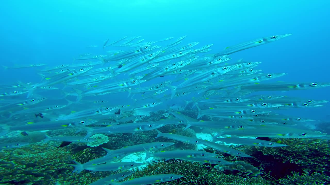 詳情圖-美麗的水下彩色熱帶珊瑚礁與海洋淺灘魚。探索海洋中的野生動物風景。在亞洲平靜的海洋浮潛。明亮充滿活力的生物多樣性海洋動植物深度世界