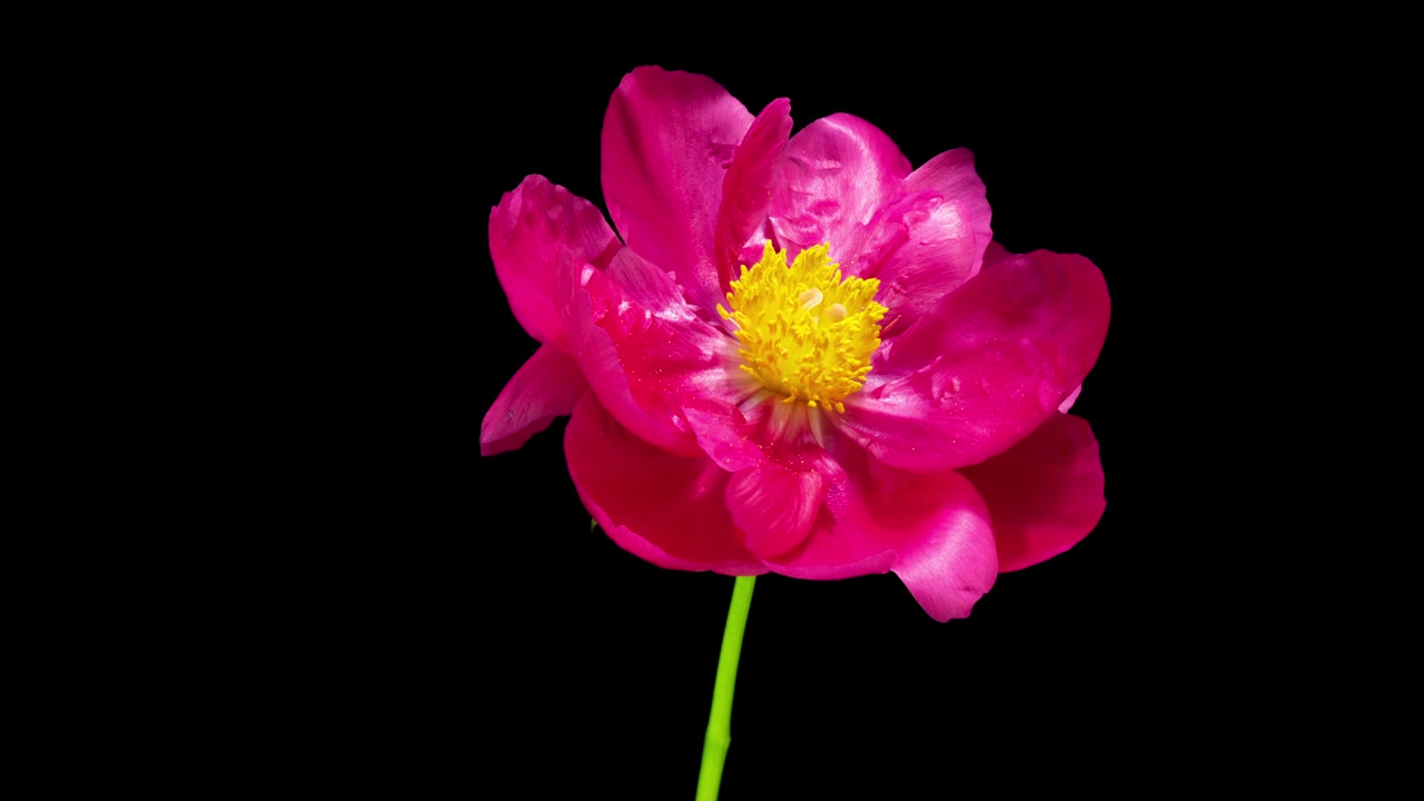 詳情圖-美麗的粉紅色牡丹背景。盛開(kāi)的牡丹花開(kāi)，時(shí)間流逝，特寫(xiě)?；槎Y背景，復(fù)活節(jié)，情人節(jié)的概念。4K超高清視頻延時(shí)播放