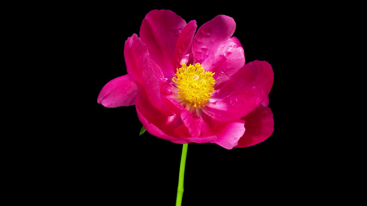 詳情圖-美麗的粉紅色牡丹背景。盛開(kāi)的牡丹花開(kāi)，時(shí)間流逝，特寫(xiě)。婚禮背景，復(fù)活節(jié)，情人節(jié)的概念。4K超高清視頻延時(shí)播放