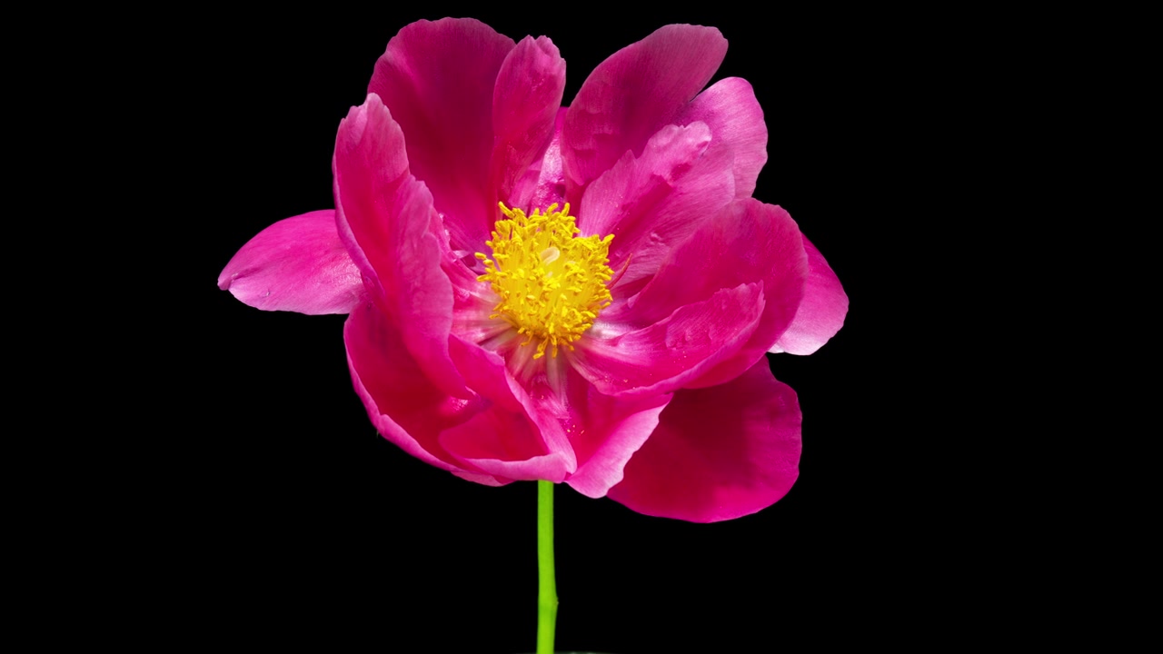 詳情圖-美麗的粉紅色牡丹背景。盛開(kāi)的牡丹花開(kāi)，時(shí)間流逝，特寫(xiě)?；槎Y背景，復(fù)活節(jié)，情人節(jié)的概念。4K超高清視頻延時(shí)播放