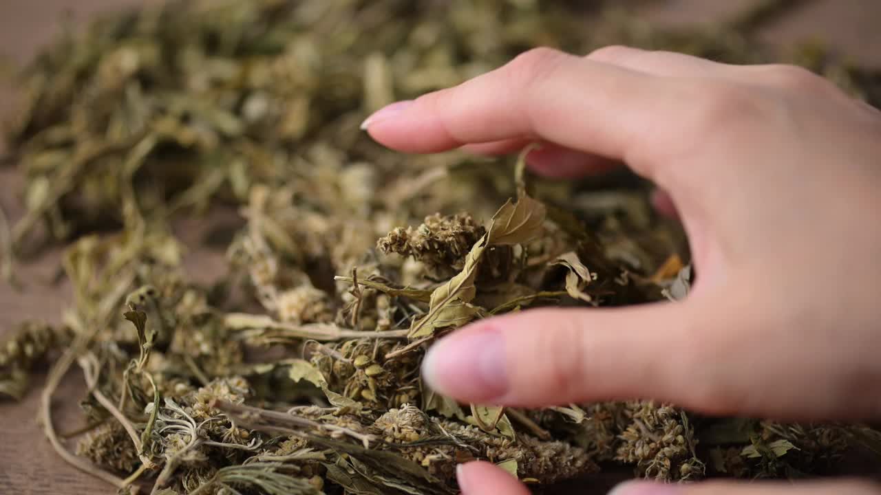 女性的手展示着干燥的医用大麻芽。