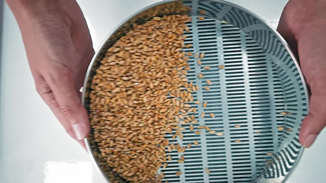 小麦粒的过滤和清洗。过滤:过滤颗粒通过筛子的缓慢运动谷物分成若干部分