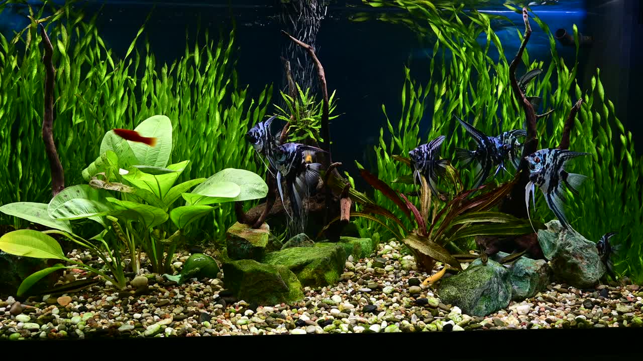 热带淡水水族馆中的蓝色大理石天使鱼。