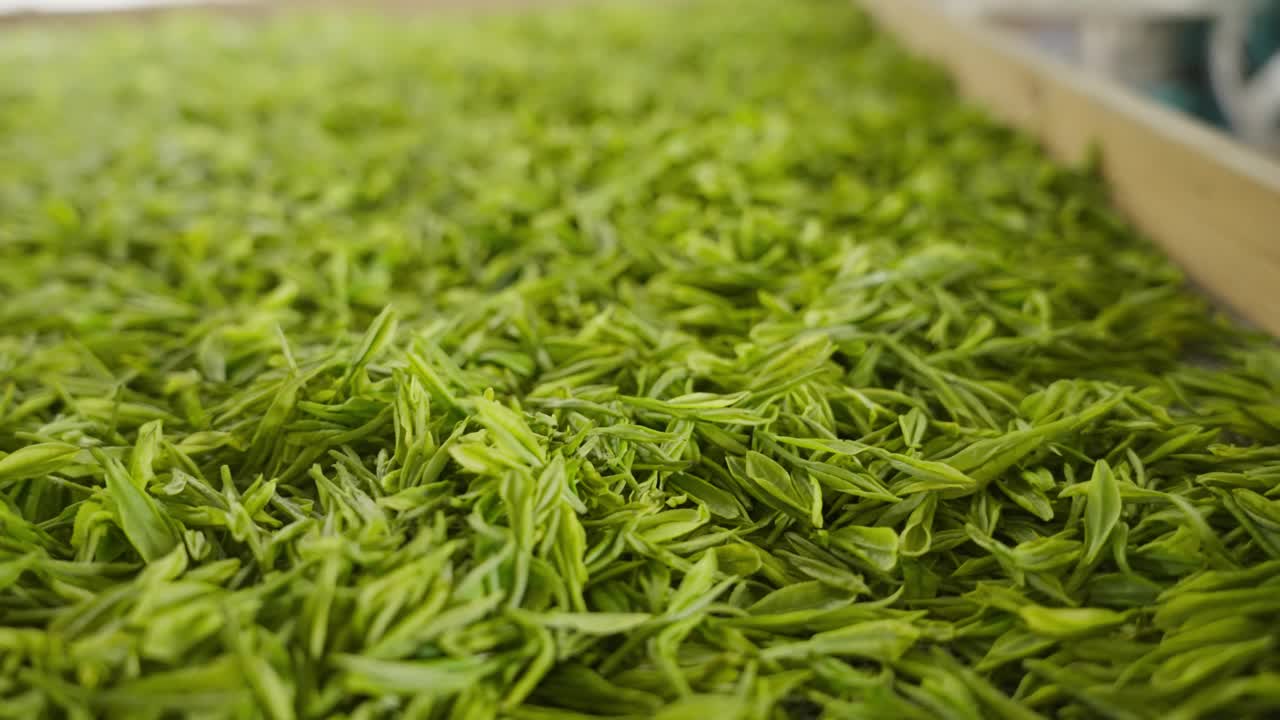 中国茶的手工制作过程，采摘，烘干，炒茶，