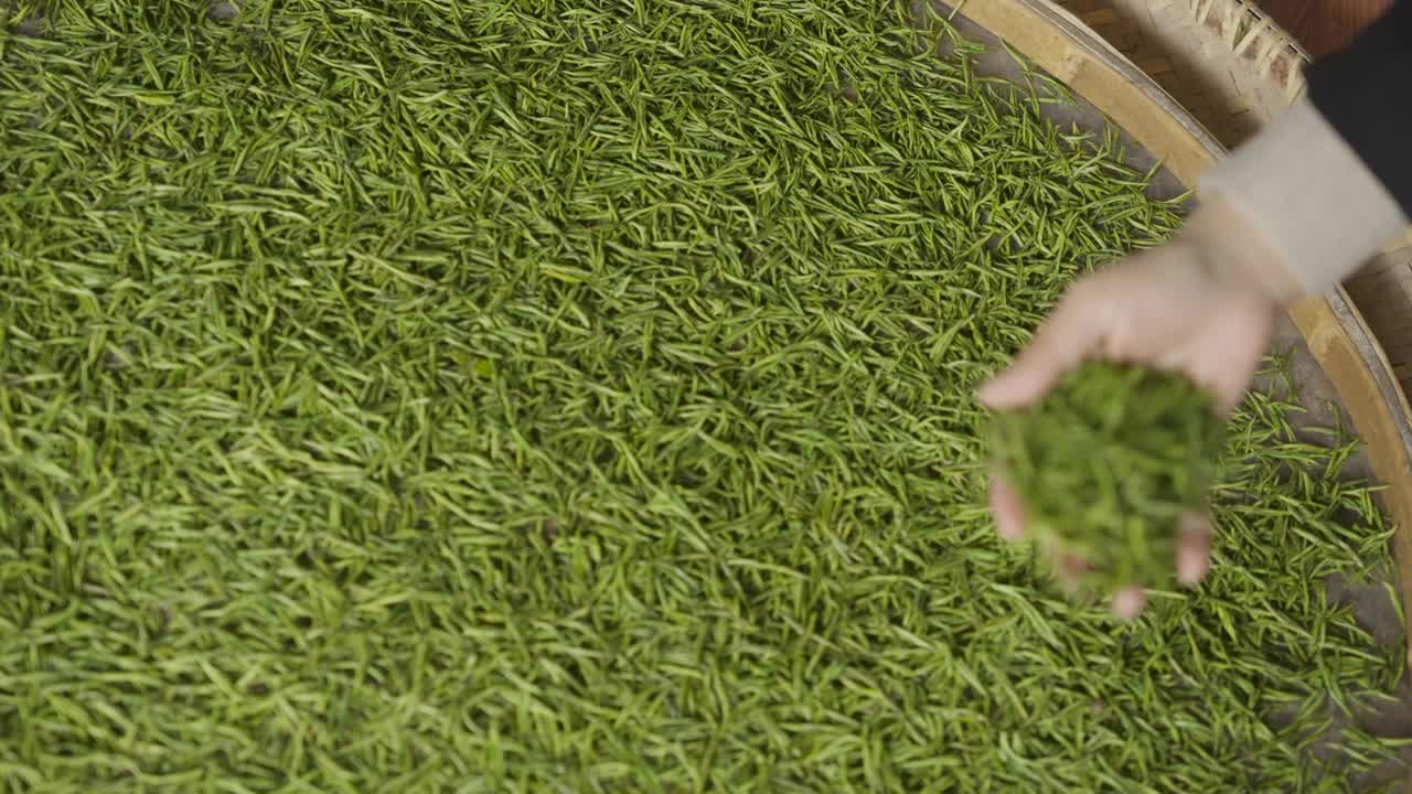 中国茶的手工制作过程，采摘，烘干，炒茶，