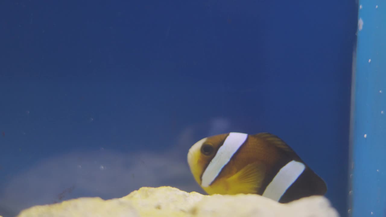 慢动作微距4K，鲜活的水产养殖在生动的展示海洋生物为小丑鱼，身体呈桔黄色和白色条纹。它也被称为海葵鱼，表现出与环境的和谐。