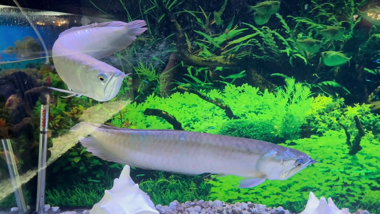 龙鱼在水族馆里游泳