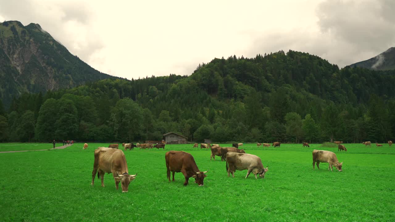 牛在德国巴伐利亚地区的高山草地上吃草。牛在巴伐利亚阿尔卑斯山的高山牧场上吃草的风景。德国巴伐利亚州的农业、畜牧业和农业。