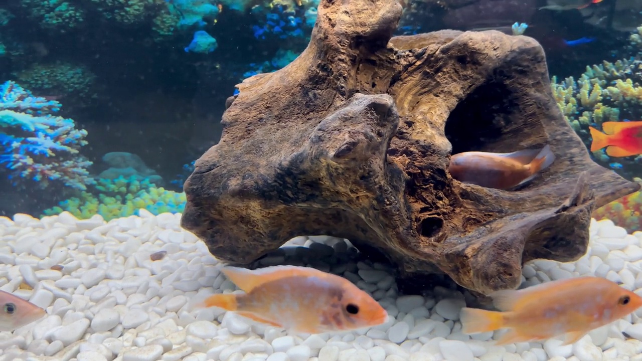 水族馆里奇异的橙色鱼