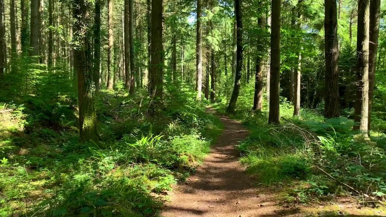詳情圖-沿著土路步行穿過風(fēng)景如畫的綠色森林