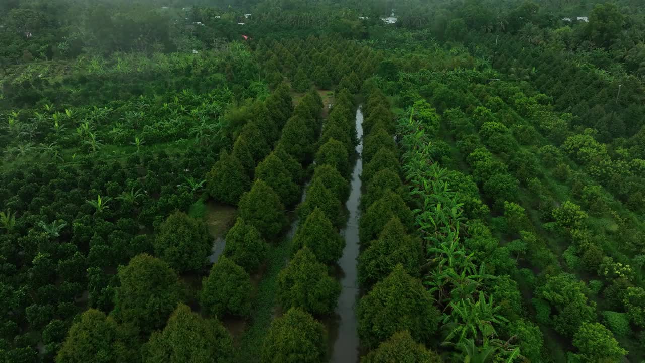 下雨天的榴莲园航拍视频，有大约5年树龄的榴莲园，黑龙江省。