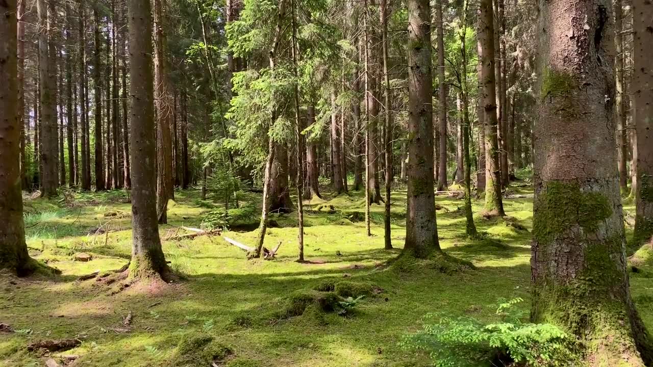 詳情圖-在夏日的陽光下穿過長滿青苔的森林