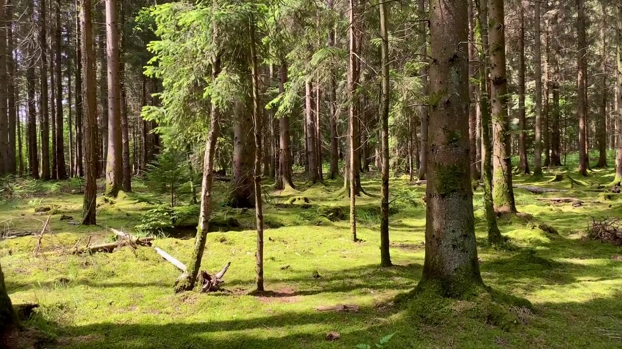 詳情圖-在夏日的陽光下穿過長滿青苔的森林