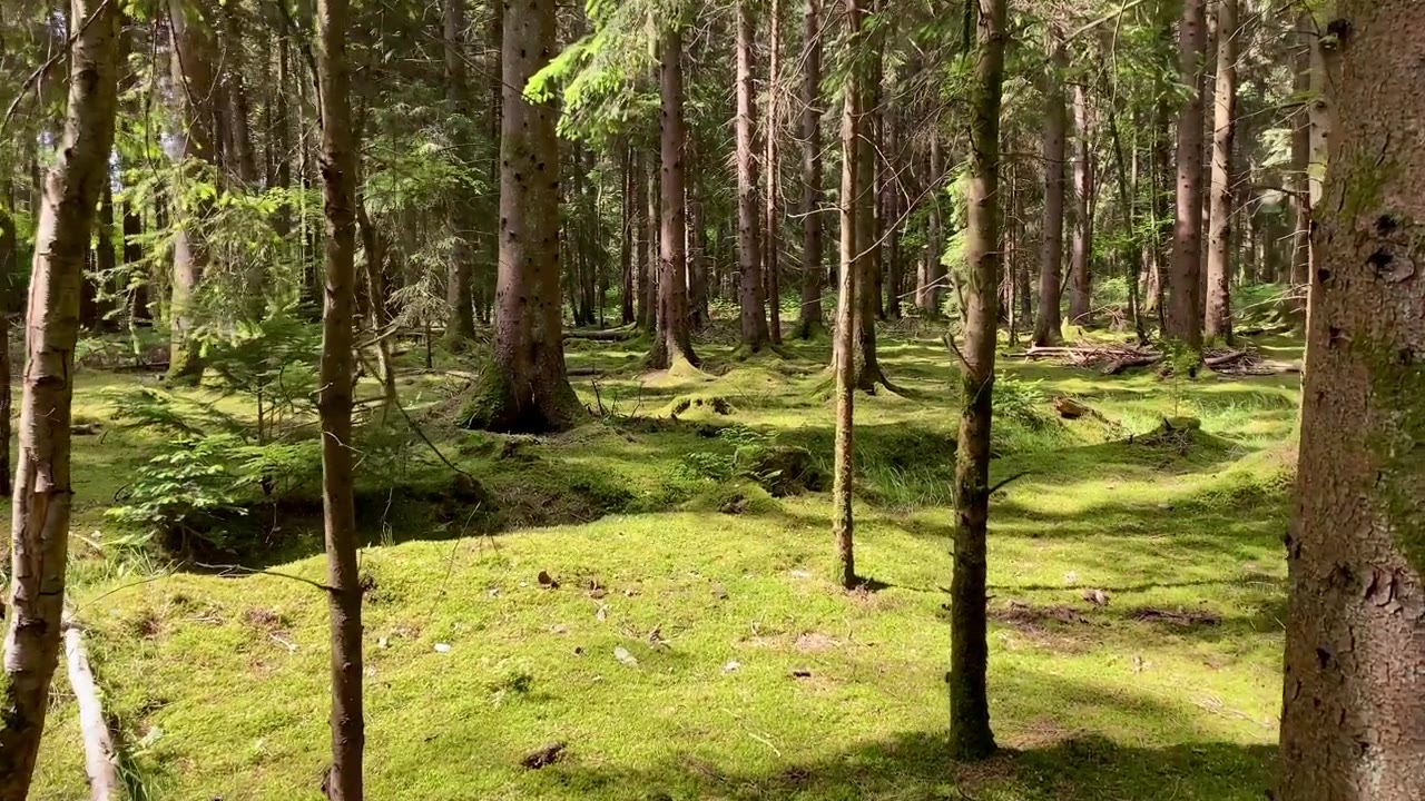 詳情圖-在夏日的陽光下穿過長滿青苔的森林