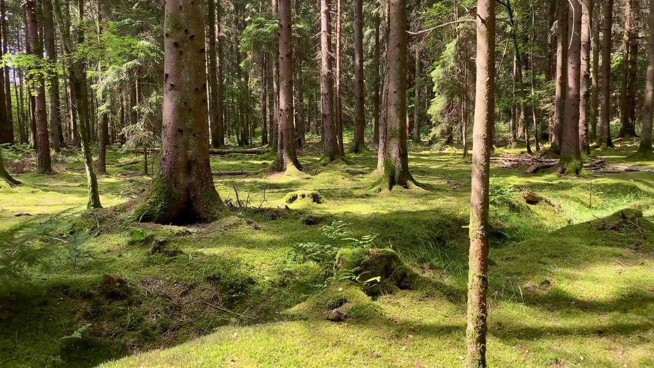 詳情圖-在夏日的陽光下穿過長滿青苔的森林