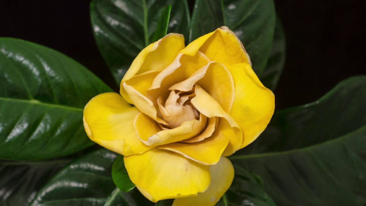 宏观时间流逝开花和枯萎的栀子花(栀子花或角茉莉)花
