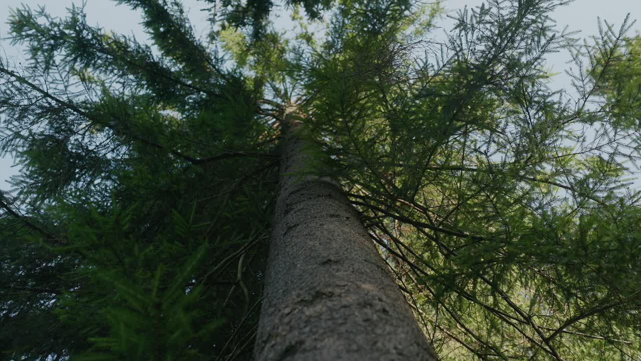 松树在天空的背景。