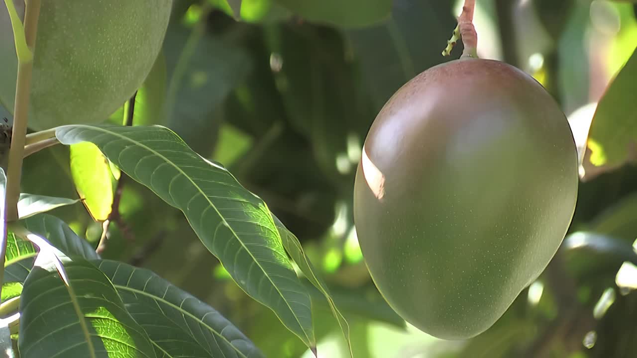 美麗的芒果掛在芒果樹(shù)上