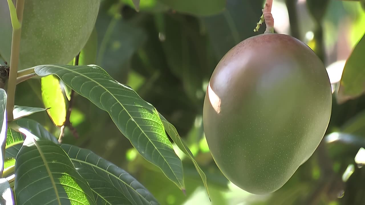 詳情圖-美麗的芒果掛在芒果樹(shù)上