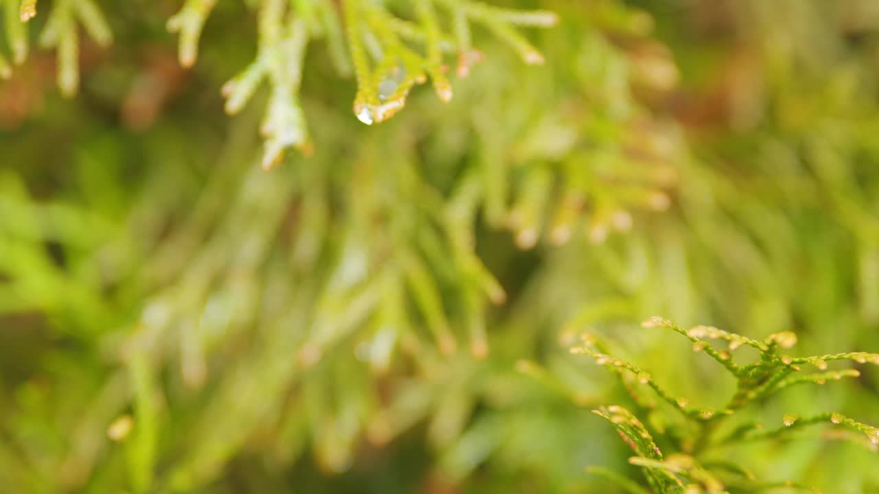 针叶树属。种植和生长的概念。架的焦点。