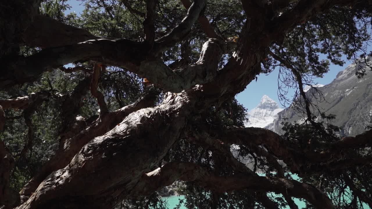 在秘鲁华斯卡兰的科迪勒拉白卡山脉的安第斯山脉上，一棵古老的弯曲的树矗立在拉古纳帕隆湖美丽的绿松石般的湖水旁，山顶和冰川被白雪覆盖