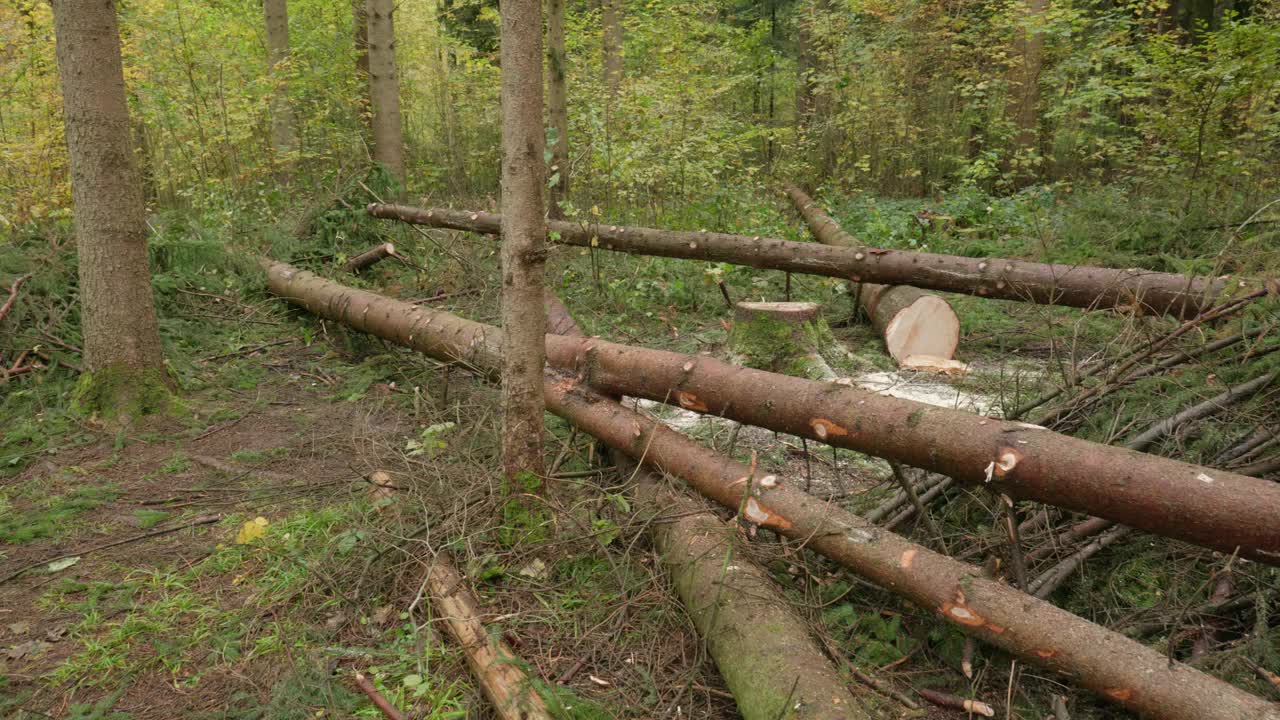 在欧洲的森林里，刚砍下来的高大树干躺在地上。秋天的场景，秋天的色彩，平移拍摄，实时，没有人