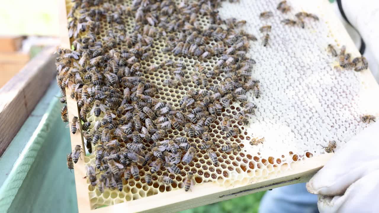 养蜂人养满蜜蜂的蜂巢
