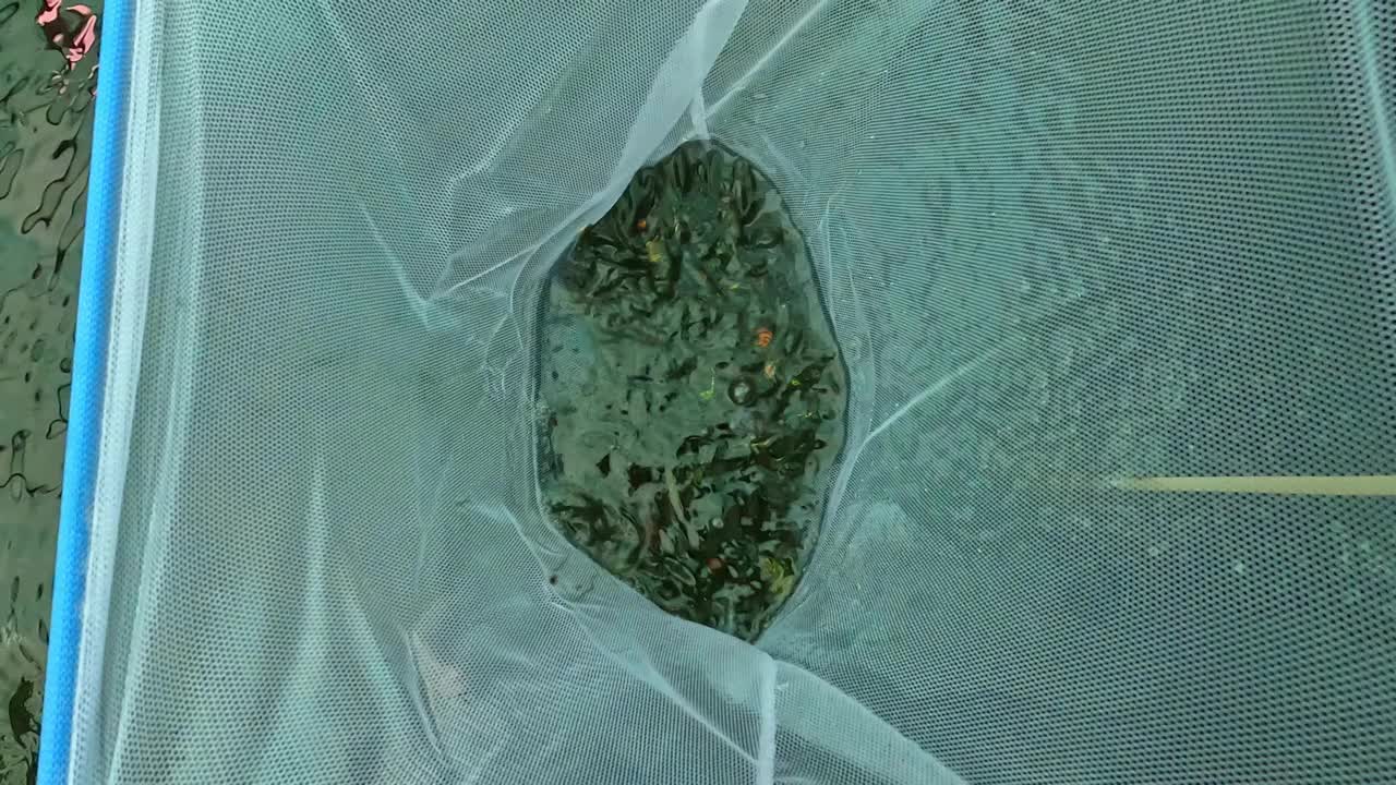 许多五颜六色的鱼在水下养殖鱼缸的镜头