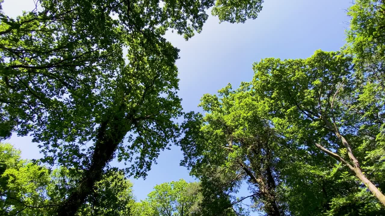 多利穿过绿色的森林，仰望林地树冠