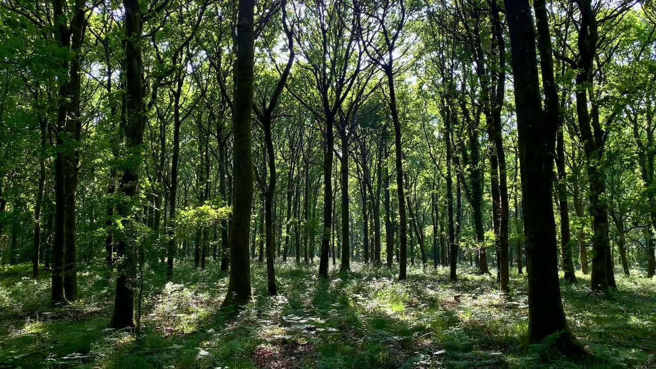 穿过野生林地，绿莹莹的蕨类森林，斑驳的阳光林间空地