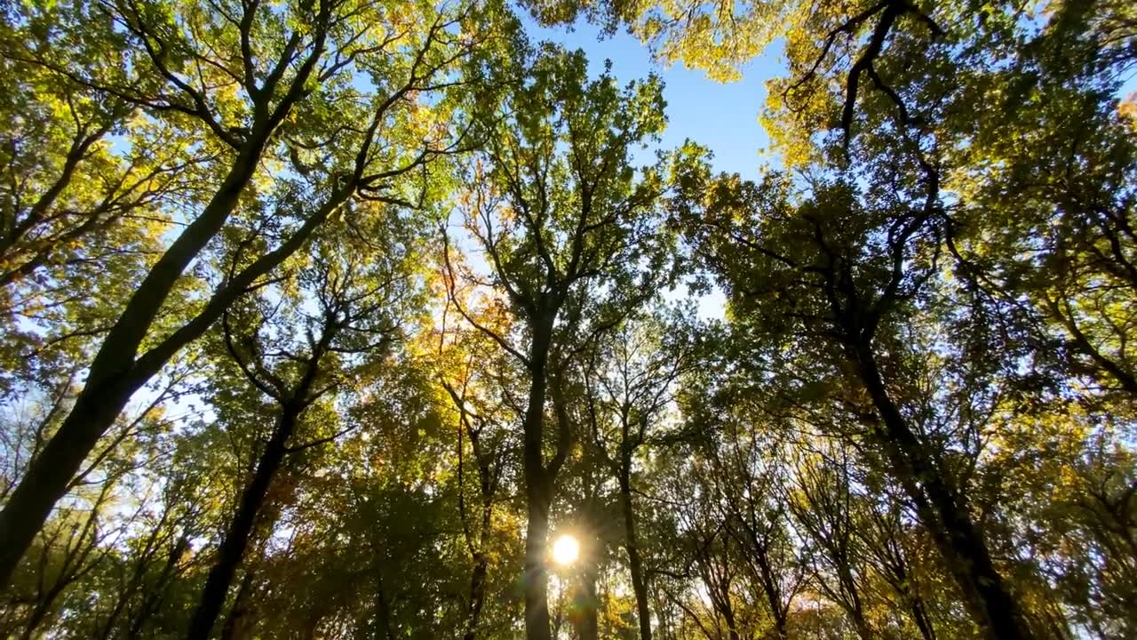 详情图-生机勃勃的森林树叶树冠到秋天林地林间的阳光