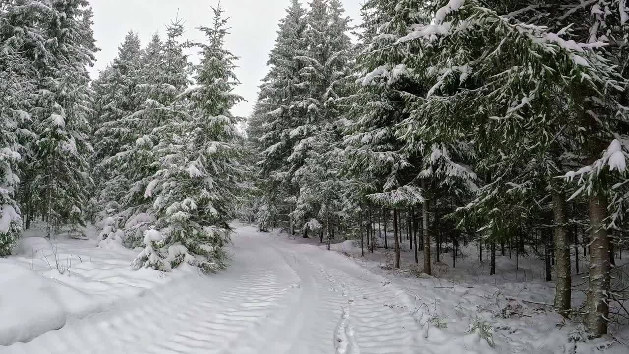 这是在一个阴天，在茂密的松树林中行走在空旷的白雪覆盖的道路上时拍摄的。