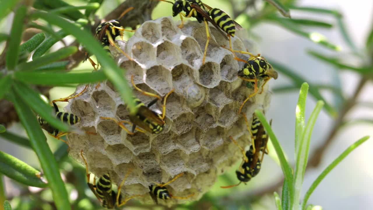 近距离观察蜂巢，蜂巢上的一群黄蜂。