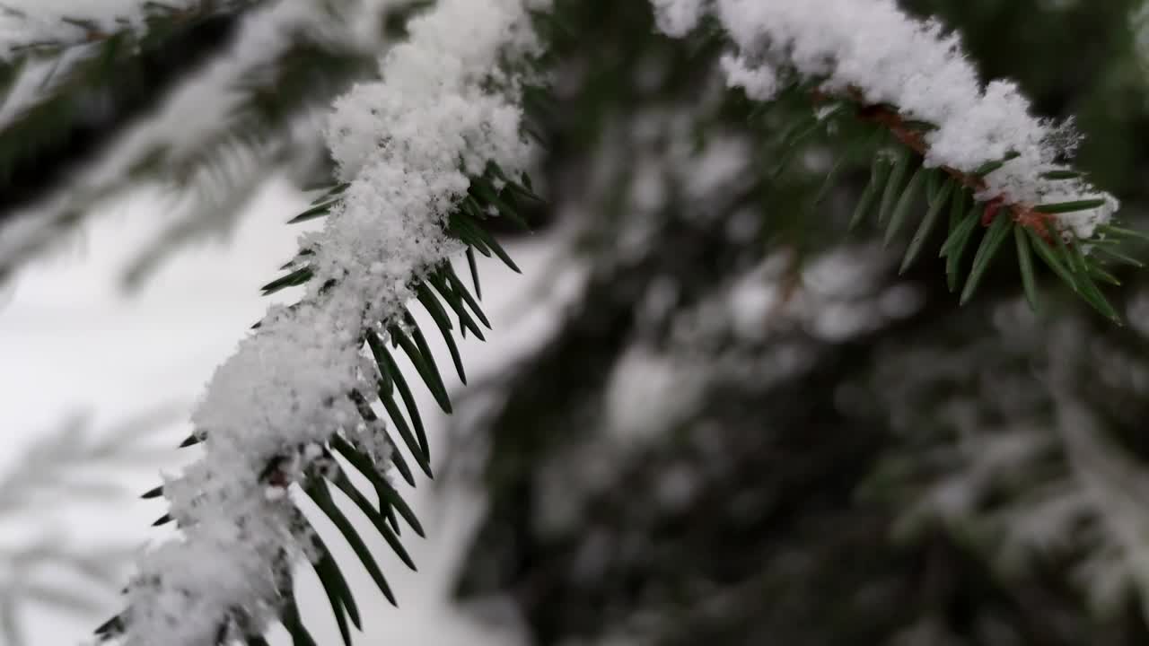 云杉树枝上的新雪