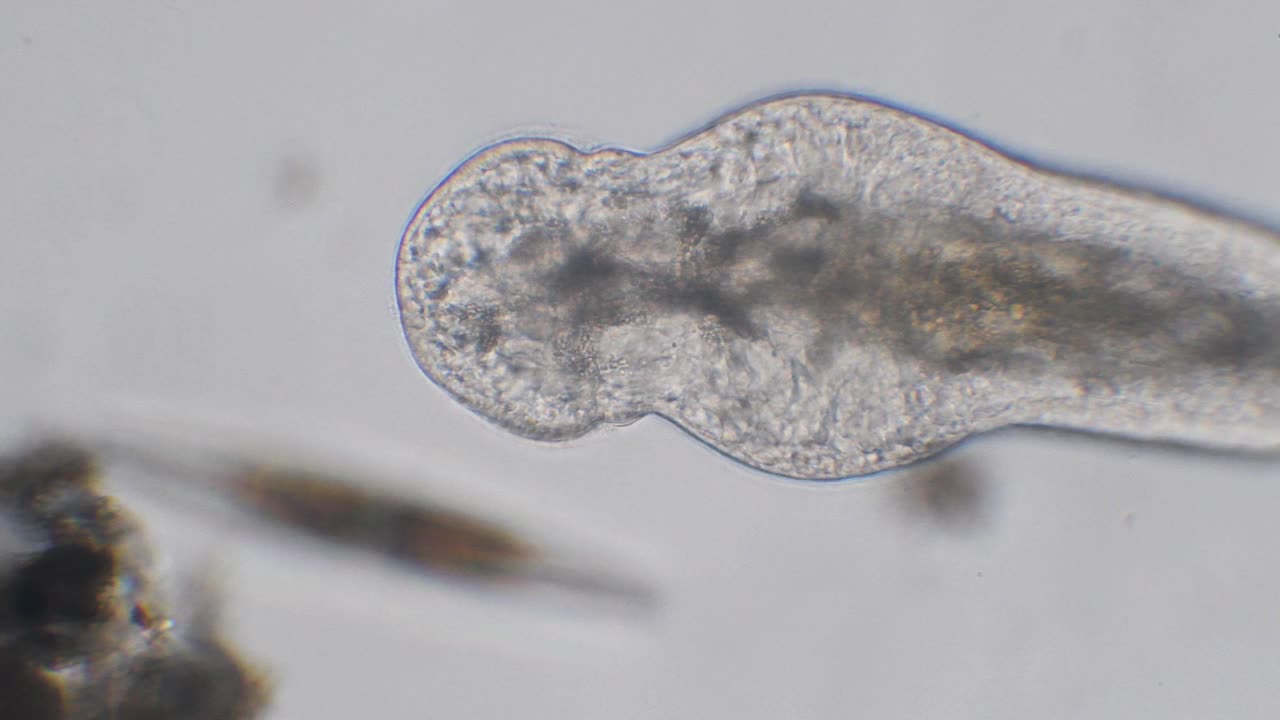 真涡虫、扁形虫