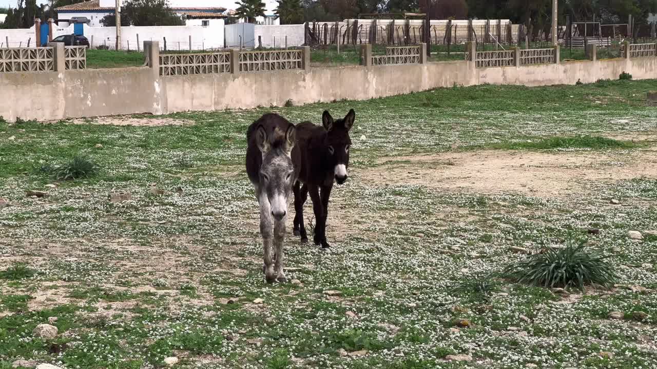 几头驴，在户外散步。驴在各种传统和宗教中都具有文化意义。家畜养殖的概念。