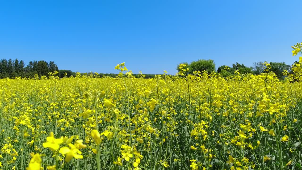 黄色盛开的油菜籽田。农民田地里的油菜籽。油菜地盛开着黄花。为生产植物油和动物饲料而种植和养殖的。