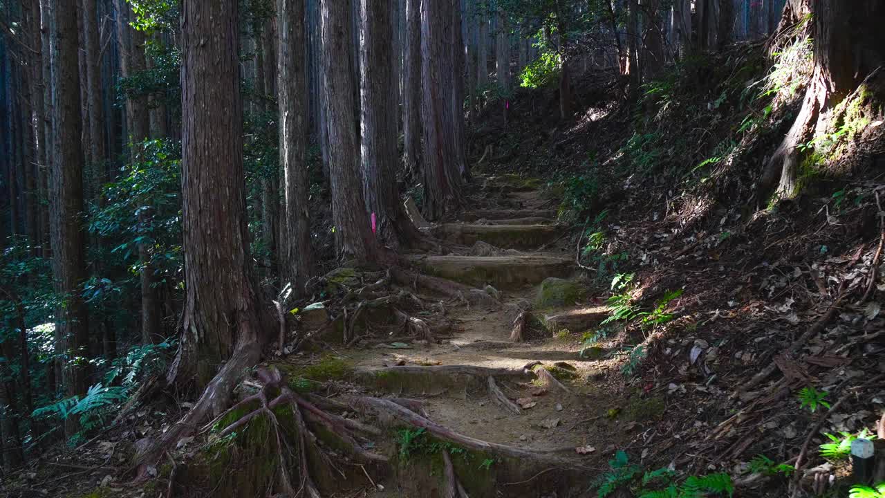 熊野古道(中池)