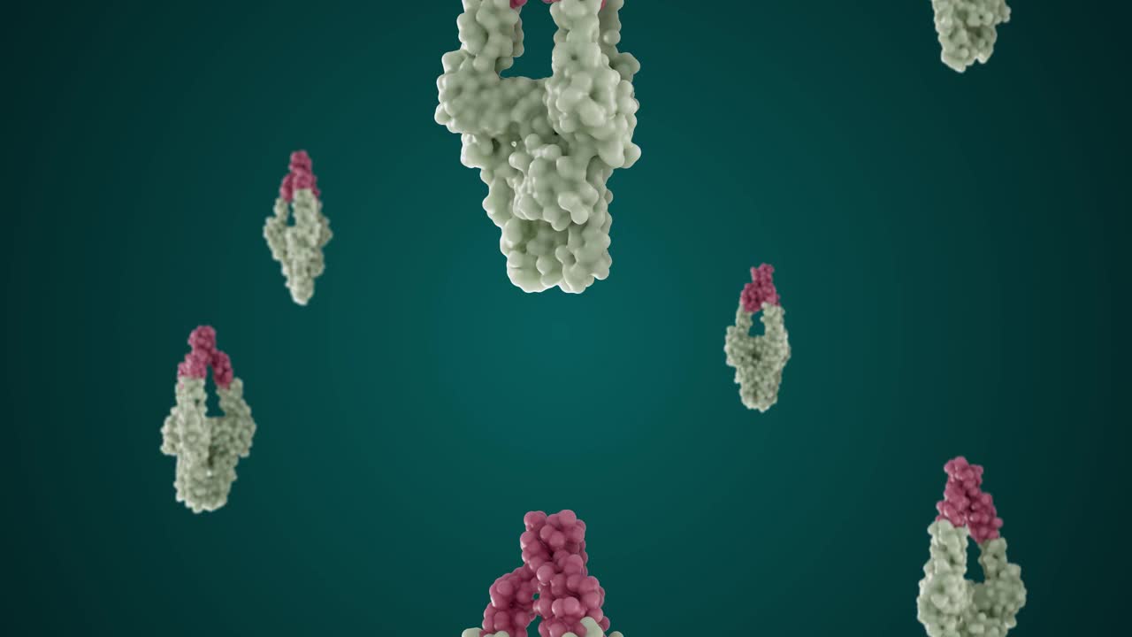 连续旋转环4K中的基本蛋白质分子