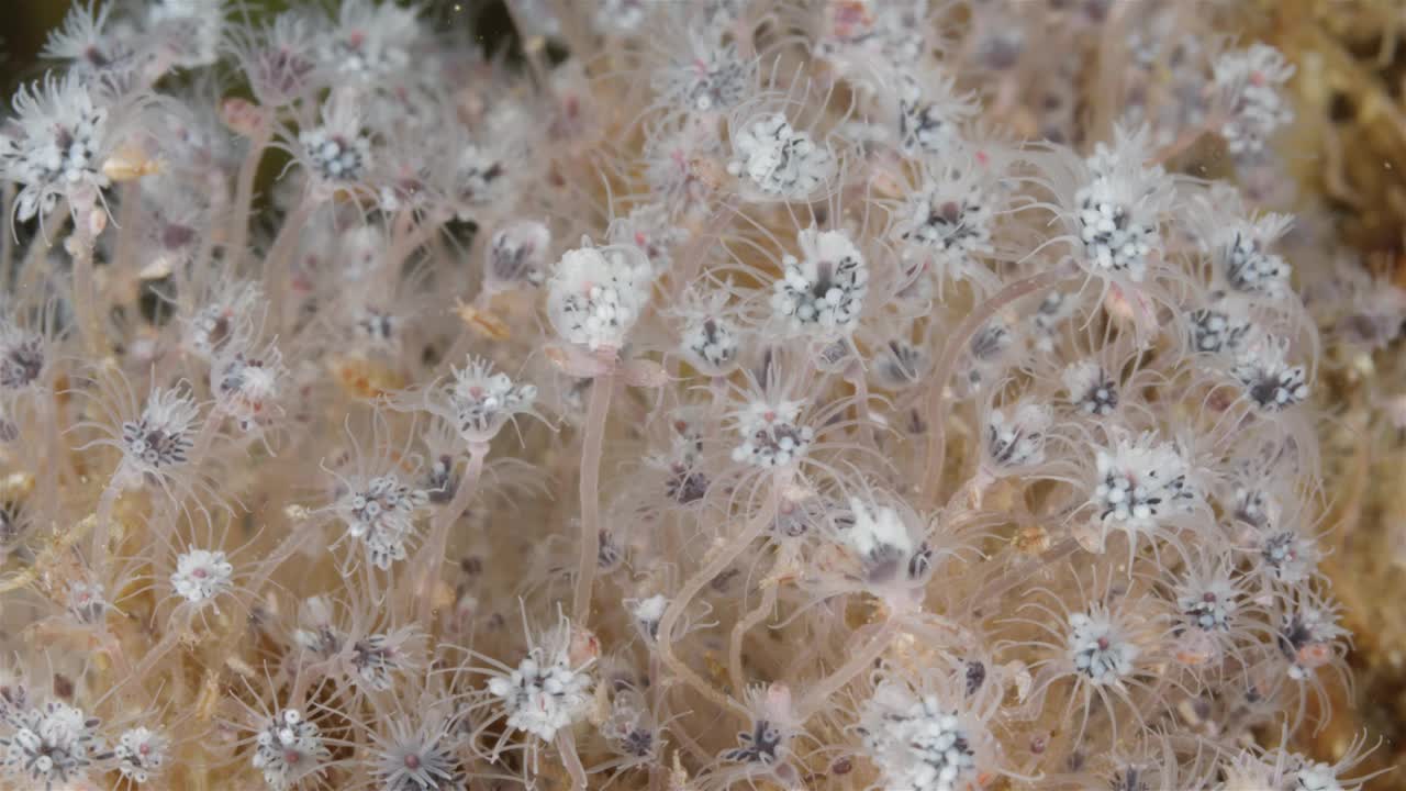 群水螅外胸膜喉或管状喉，管状科。它们生活在海底，以浮游生物为食。白海