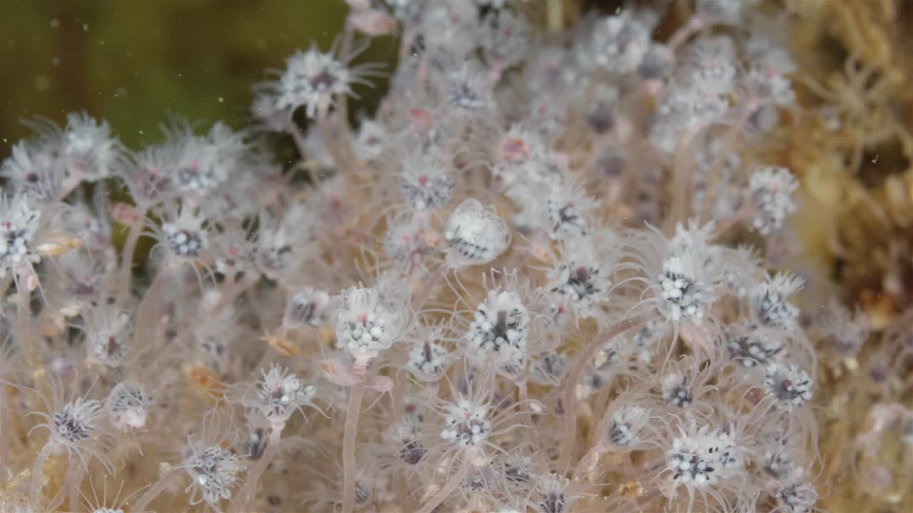 群水螅外胸膜喉或管状喉，管状科。它们生活在海底，以浮游生物为食。白海