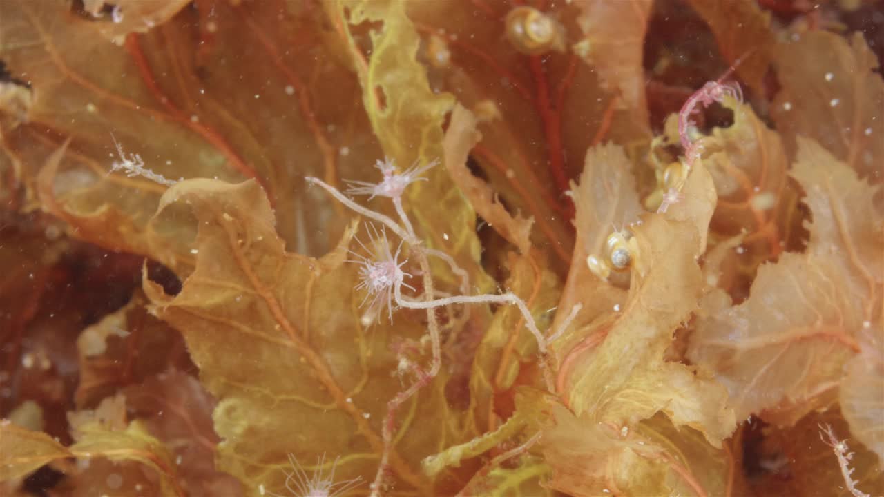 管状水螅，管状水螅科。它们生活在海底，以浮游生物为食。看起来像一朵花。白海