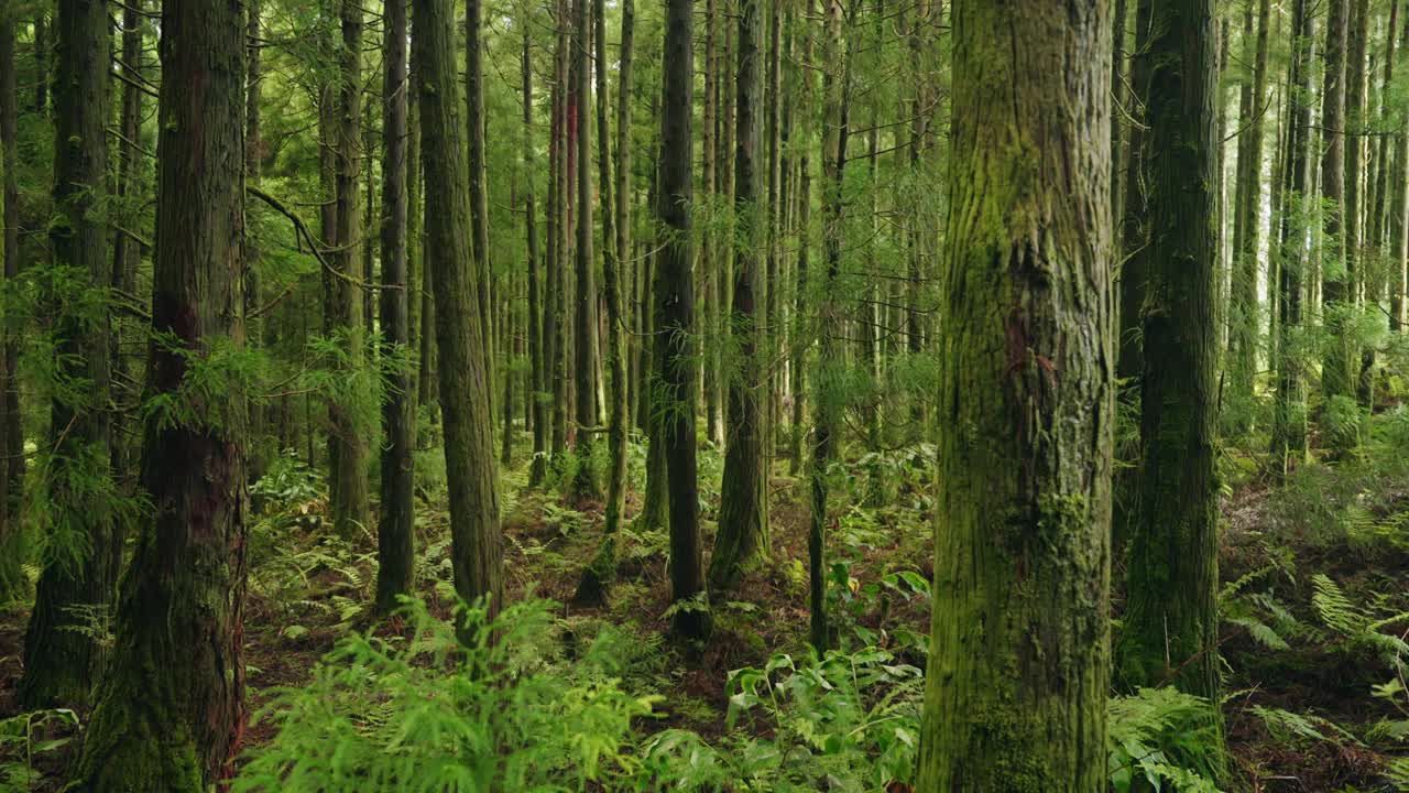 郁郁葱葱的森林。穿过热带雨林中高大的绿树。